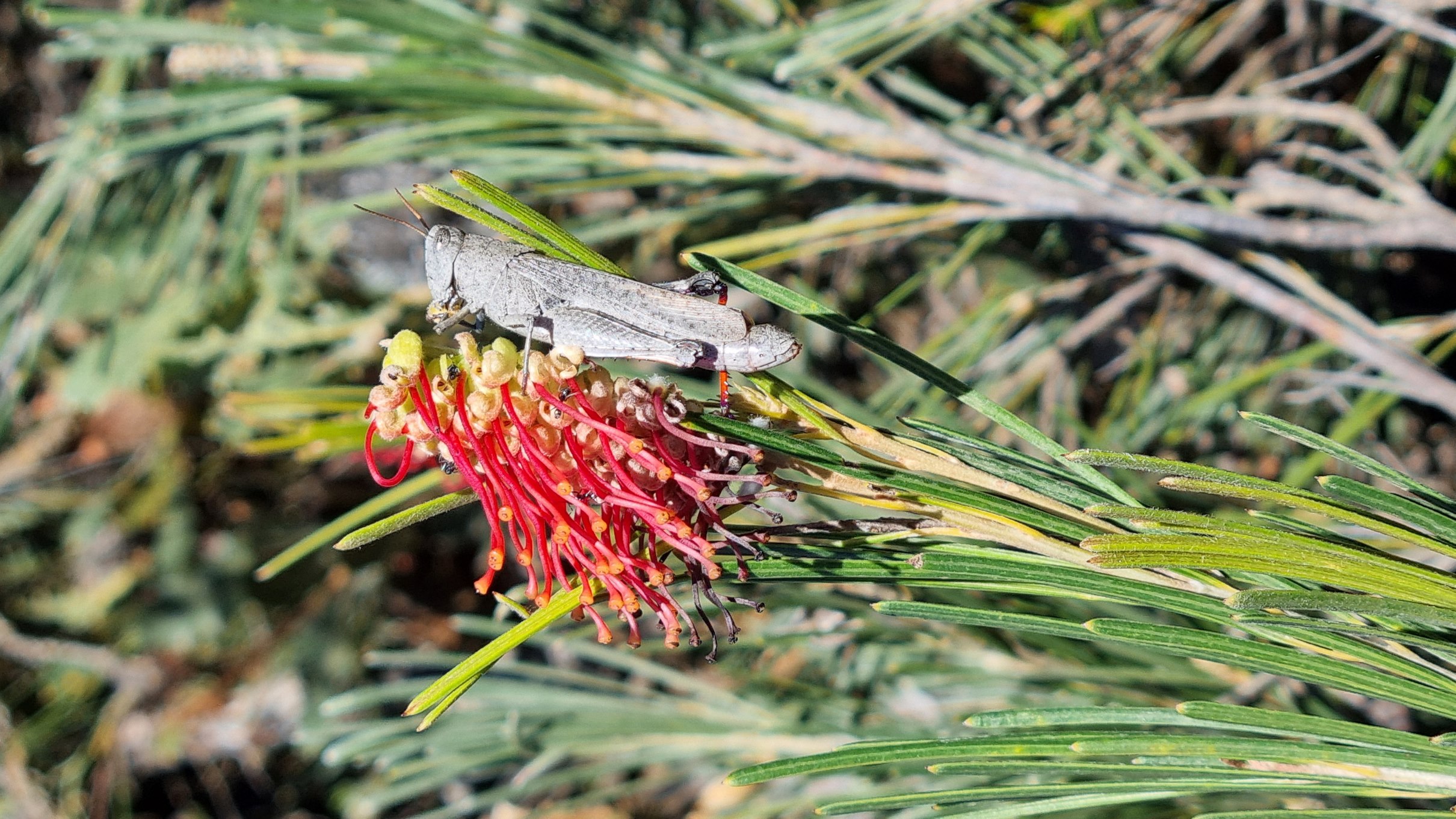 ?coccinea ?tetragonoloba